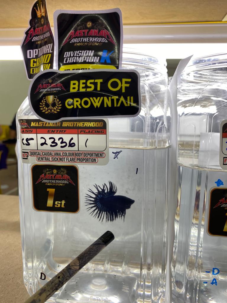 betta