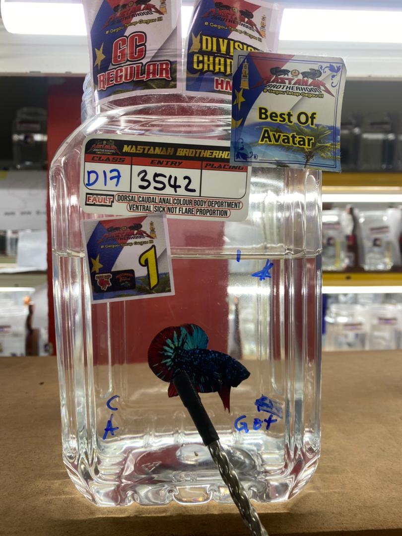 betta